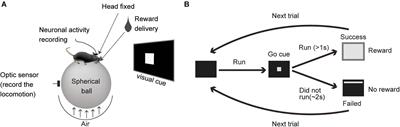 Neuronal Representation of Locomotion During Motivated Behavior in the Mouse Anterior Cingulate Cortex